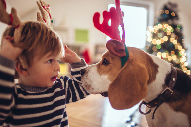 Beagle and Child Playing Wearing Reindeer Ears