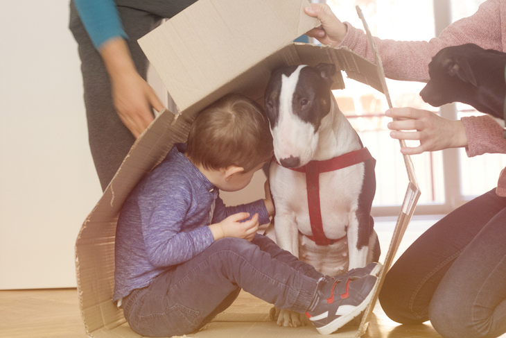 Bull Terrier hiding under cardboard box lid with child