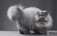 Fluffy blue Persian cat in gray studio setting