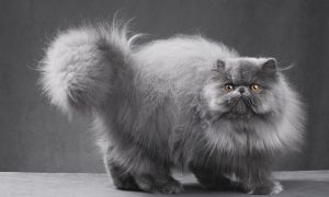 Fluffy blue Persian cat in gray studio setting