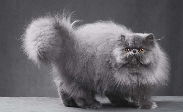 Fluffy blue Persian cat in gray studio setting