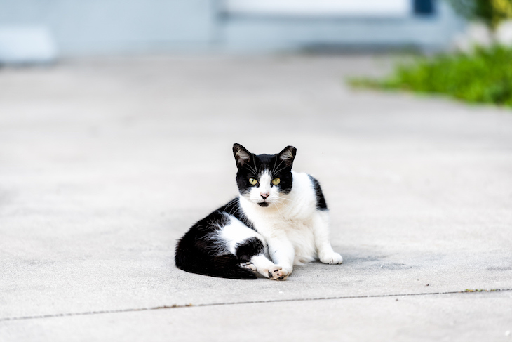 Bi-color black and white cat sitting on pavement