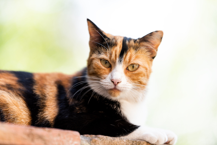 Close-up of calico cat sitting and looking at camera