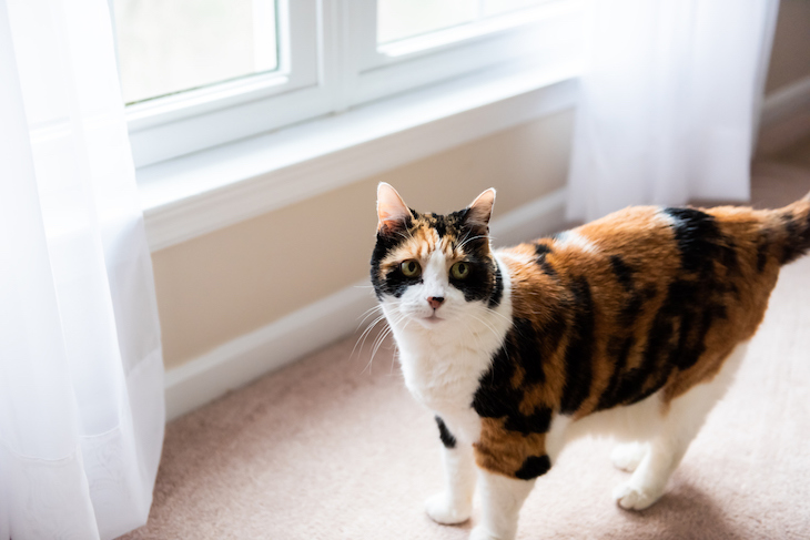 Calico cat standing by low window