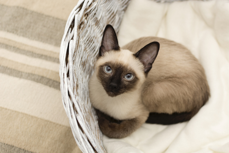 Siamese cat sitting in basket, looking up at camera