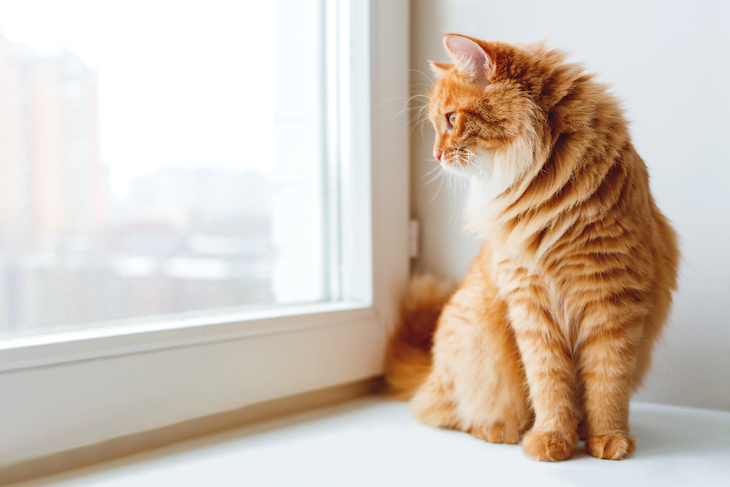 Ginger tabby cat perched on window sill