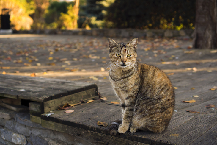 Striped tabby cat sitting outside on wooden decking