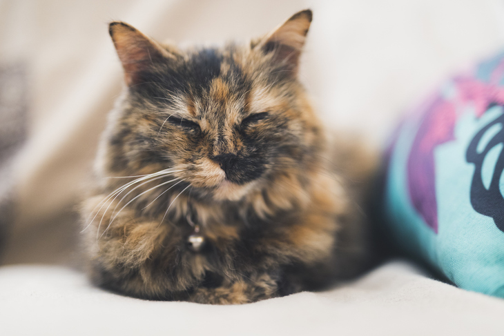 Close-up tortoiseshell cat with squinted eyes