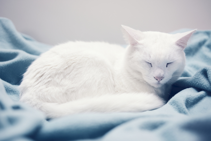 White cat curled up asleep on blue blanket