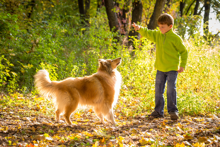 Collie Playing with Young Boy Outside