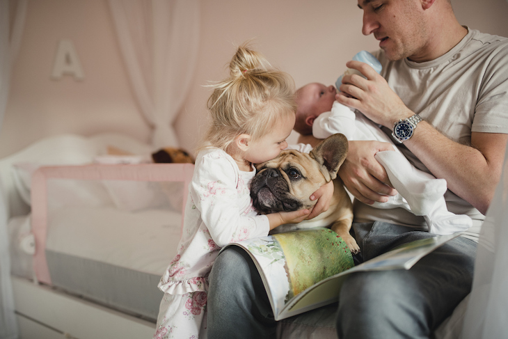 English Bulldog on feeding father's lap being hugged by toddler