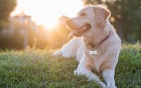 Golden Retriever lying on grass