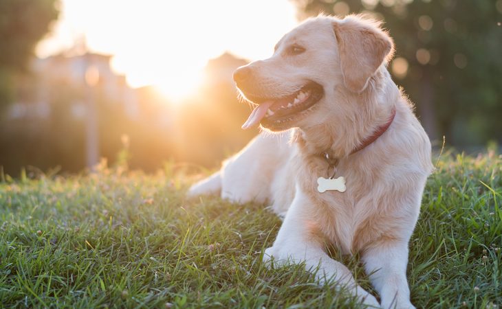 Golden Retriever lying on grass