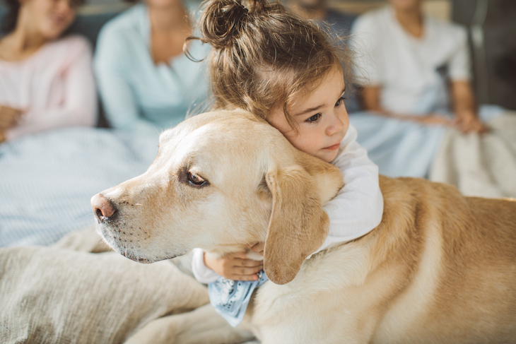 Labrador Retriver being hugged by little girl