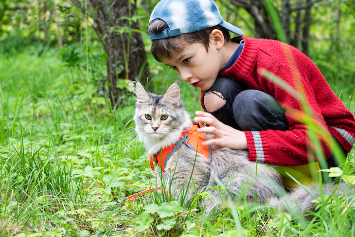 Young boy takes Maine Coon cat for walk on harness in field