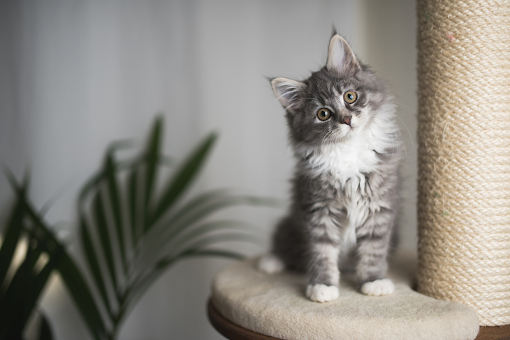 Gray and white Maine Coon kitten perched on cat climbing tree