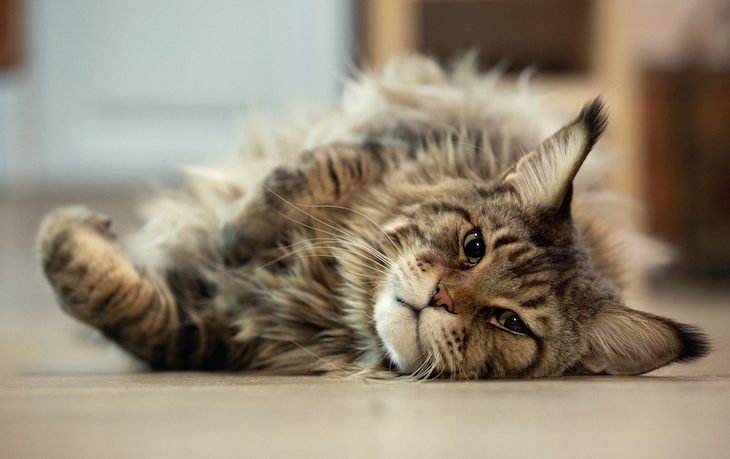 Maine Coon laying sideways on floor 