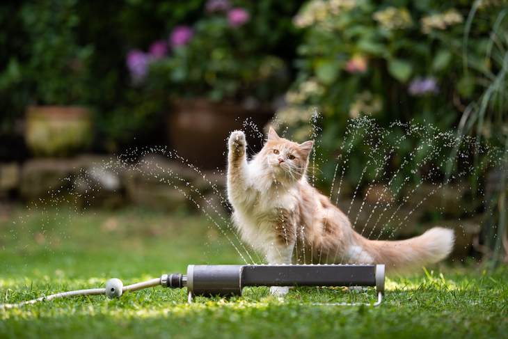 Maine Coon playing with water from sprinkler