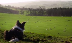 Border Collie looks out over green sheep field