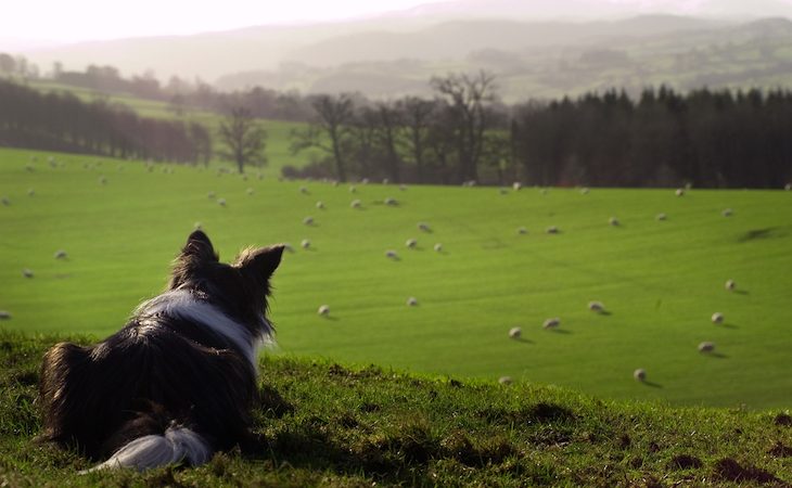 Border Collie looks out over green sheep field