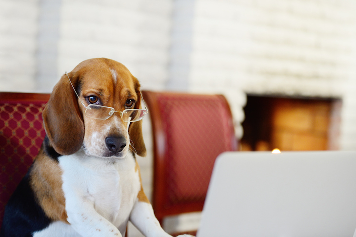 Beagle wearing glasses perched in front of laptop