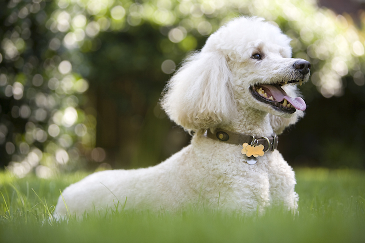 White poodle standing in long green grass