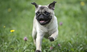 Happy pug running through the grass
