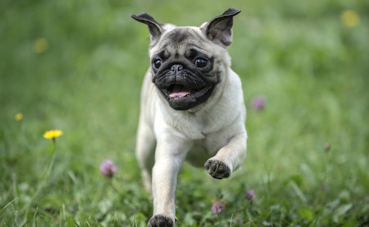 Happy pug running through the grass