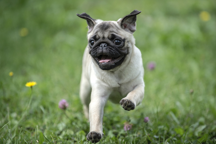 Top 10 small dog breeds - Letsgetpet