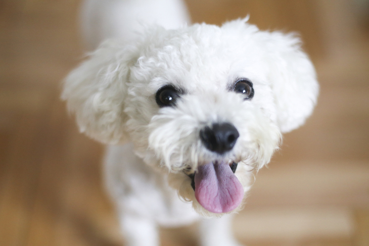 Close-up of happy Bichon Frise looking up at camera