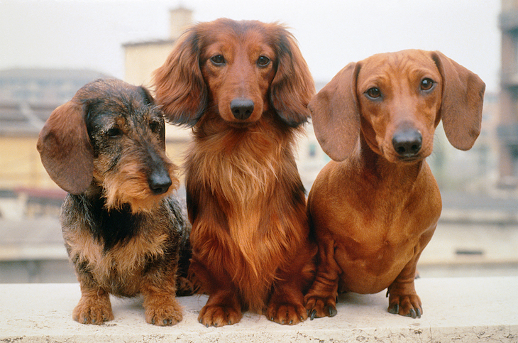 3 Dachshunds - wirehaired, longhaired and shorthaired - sit on a wall