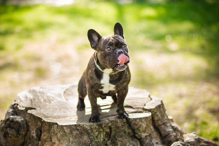 French Bulldog standing proud on tree stump