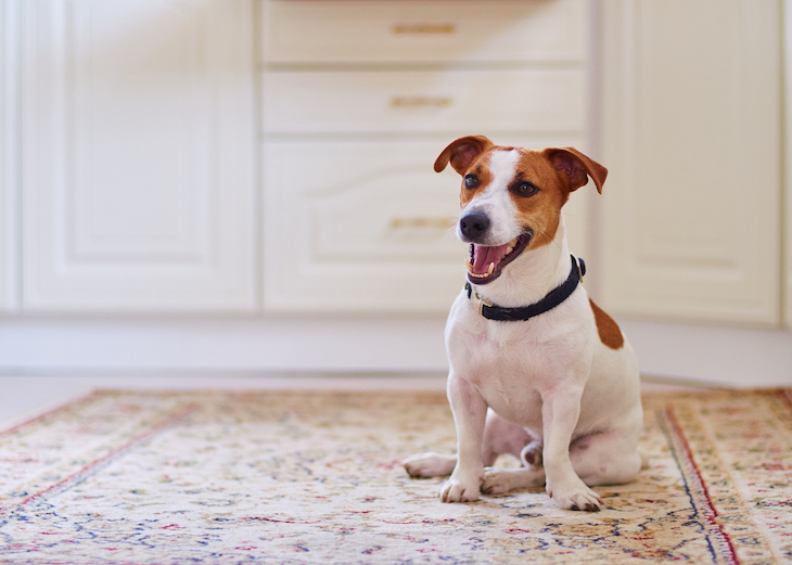 Cute Jack Russell sitting happily on carpet