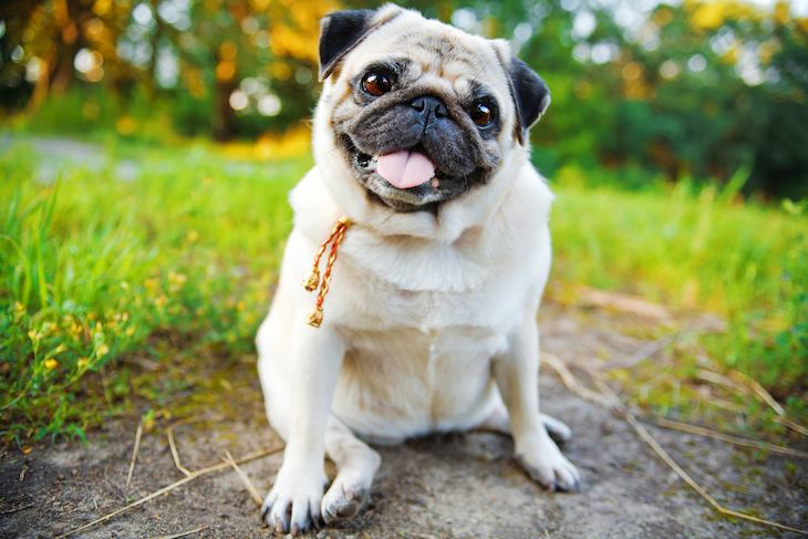 Pug sitting on bottom with happy expression