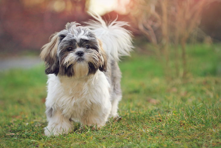 Shih Tzu walking in garden