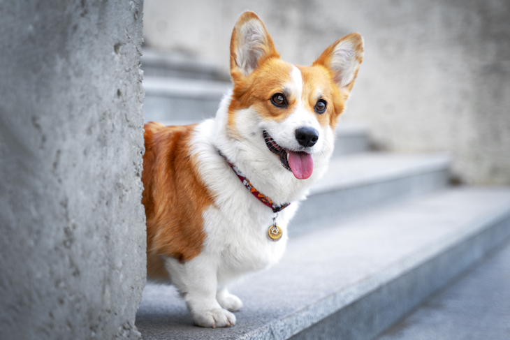 Cute Welsh Corgi peering around corner of wall