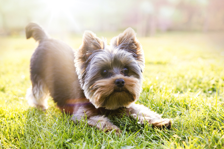 Yorkshire Terrier in downward dog position on grass