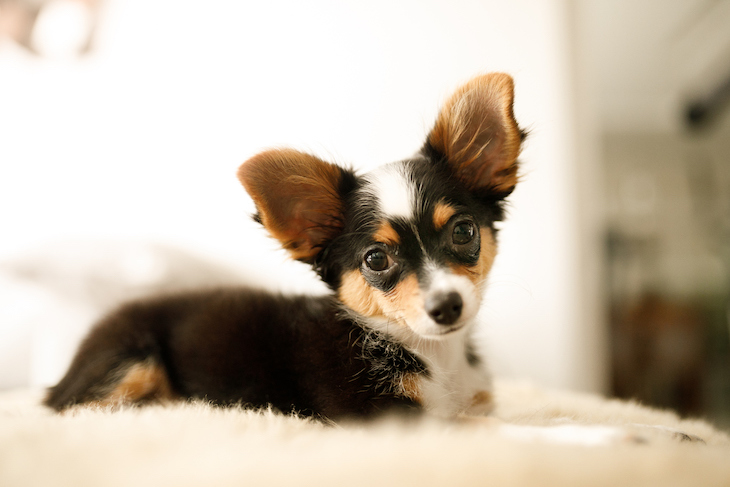 Black, tan and white Chihuahua puppy looking adoringly at camera