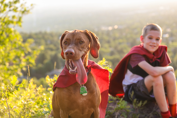 Vizsla dog and child dressed in superhero capes