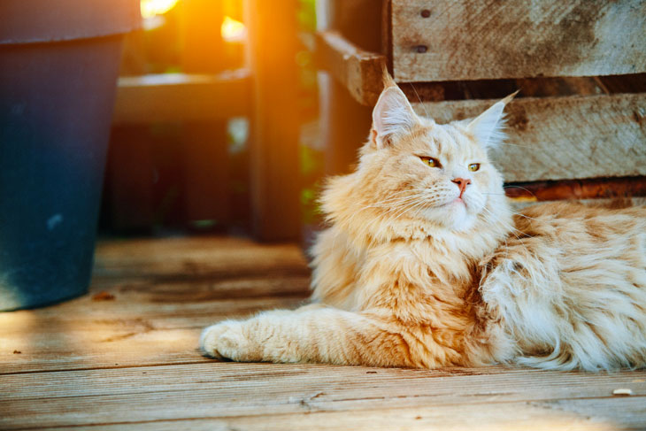 Ginger Maine Coon Lying Outside