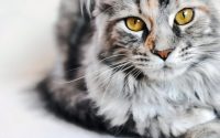 Close-up of Maine Coon