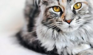 Close-up of Maine Coon