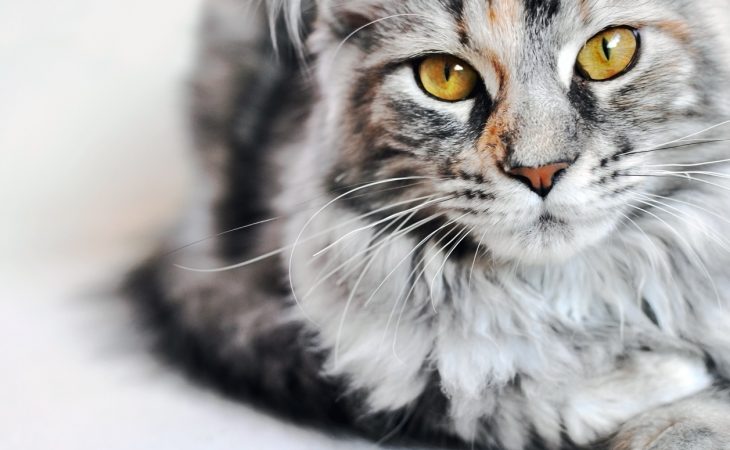 Close-up of Maine Coon