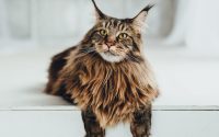 Tabby Maine Coon perched over indoor step