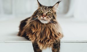 Tabby Maine Coon perched over indoor step