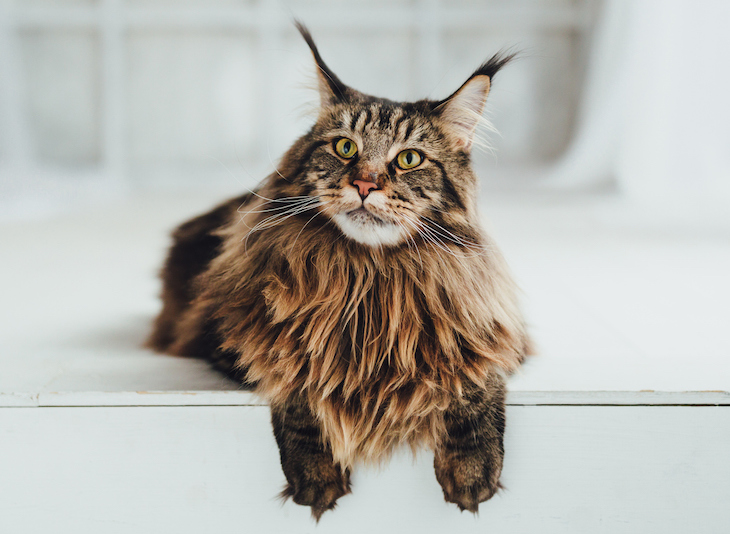 Tabby Maine Coon perched over indoor step