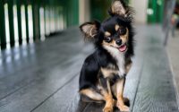Long haired Chihuahua sitting looking at camera with tongue out