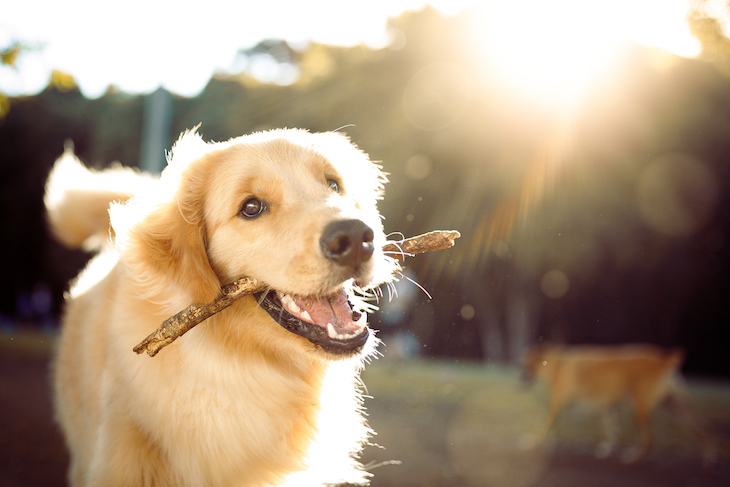 Golden Retriever with stick in mouth