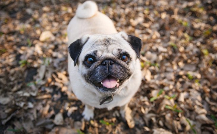 Happy Pug small dog breed