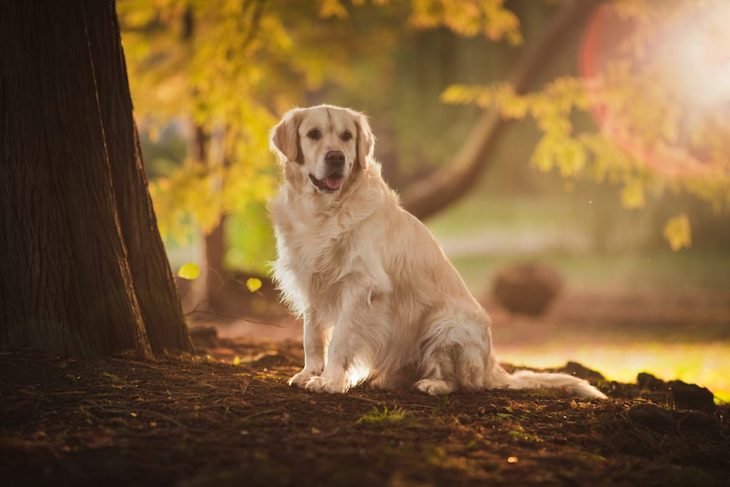 Golden Retriever sitting under tree in forest